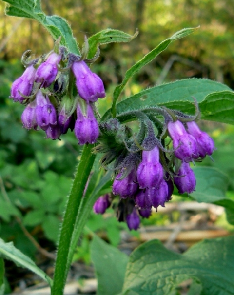 kostihoj lekársky Symphytum officinale L.