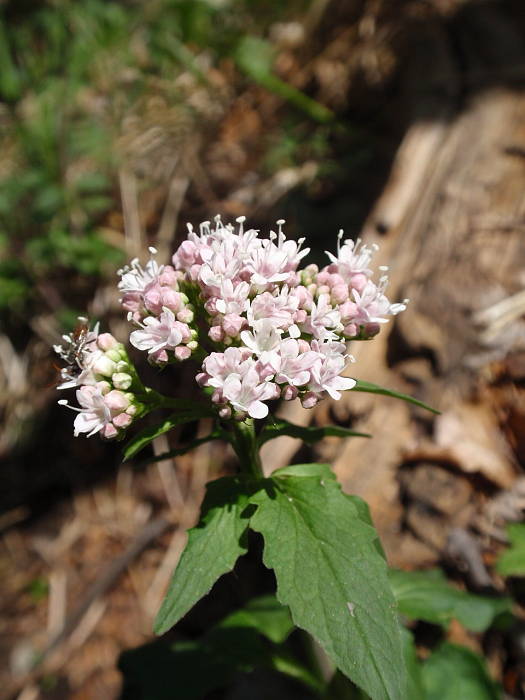 valeriána trojená Valeriana tripteris L.