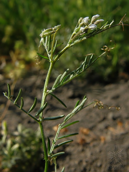 vika chlpatá Vicia hirsuta (L.) Gray