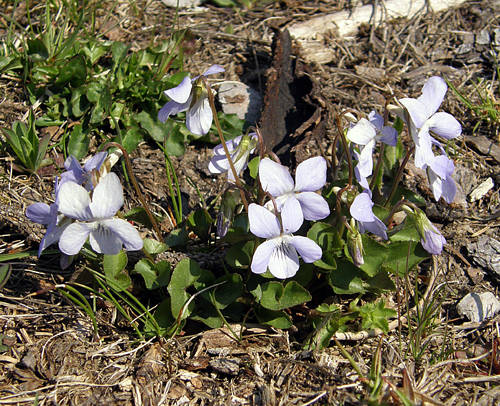 fialka voňavá Viola odorata L.