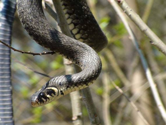 uzovka obojkova natrix natrix