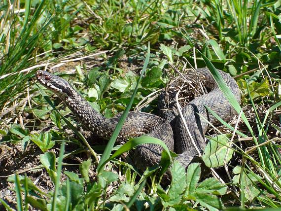 vretenica severna vipera berus