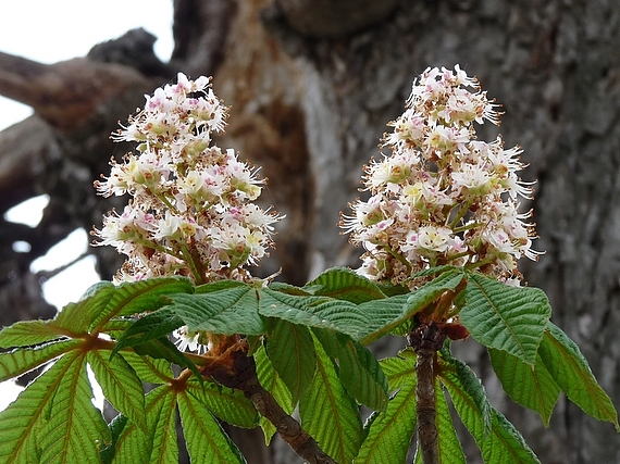 pagaštan konský, kvet Aesculus hippocastanum L.