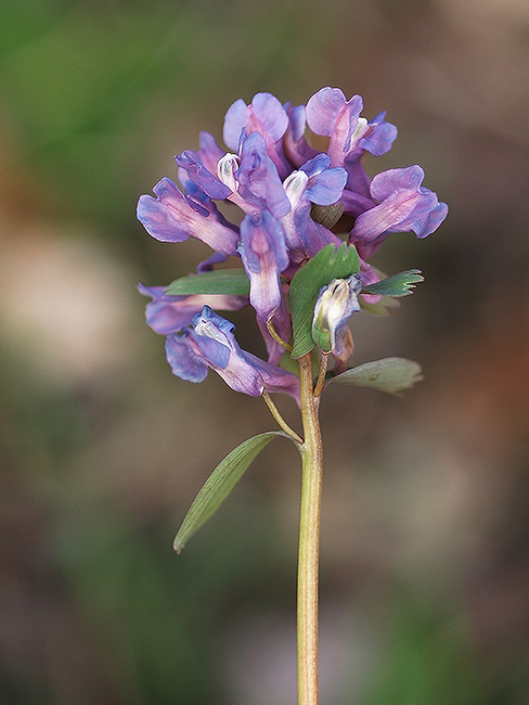 chochlačka plná Corydalis solida (L.) Clairv.