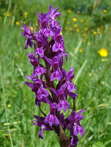 vstavačovec májový pravý Dactylorhiza majalis subsp. majalis (Reincherb.) Hunt & Summerh.