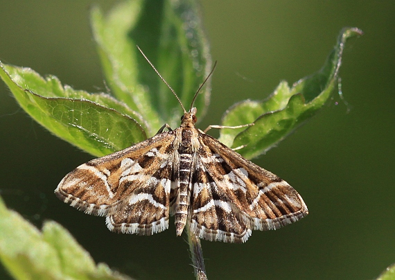 vijačka písmenková  Diasemia reticularis