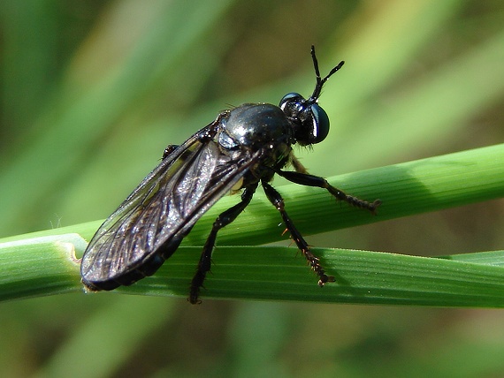 muchárka Dioctria atricapilla