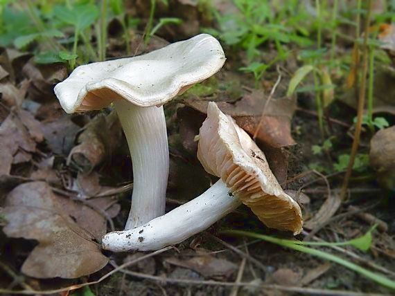 hodvábnica jarná Entoloma clypeatum (L.) P. Kumm.