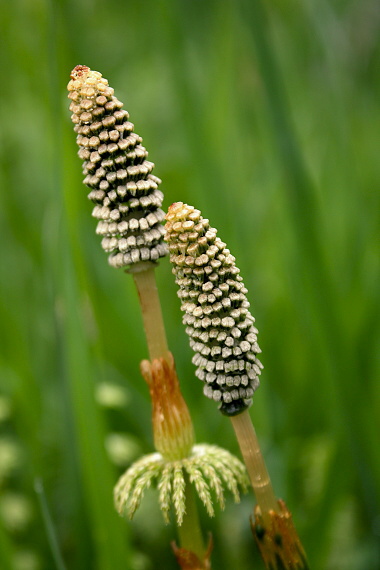 praslička lesná Equisetum sylvaticum L.