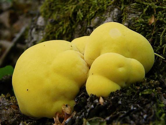 sírovec obyčajný Laetiporus sulphureus (Bull.) Murrill