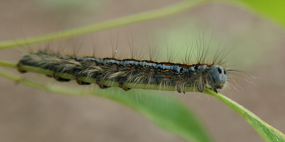 priadkovec obrúčkatý-húsenica  Malacosoma neustria