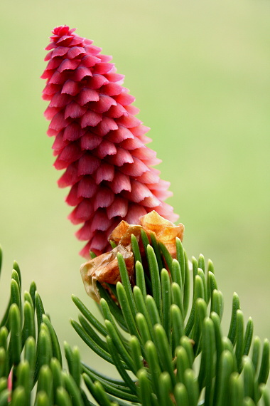 smrek obyčajný - smrk ztepilý Picea abies (L.) H. Karst.