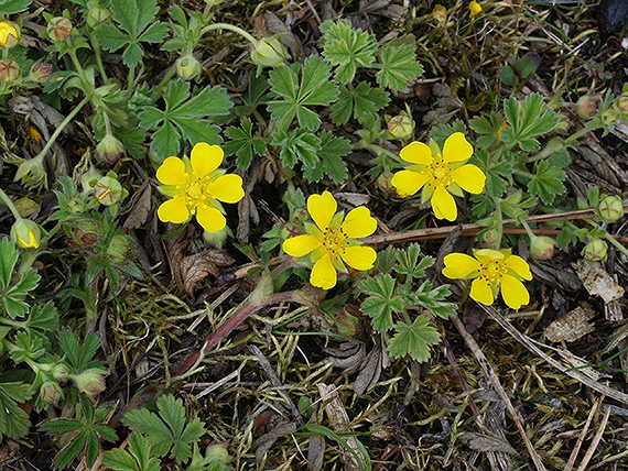 nátržník piesočný Potentilla arenaria Borkh.