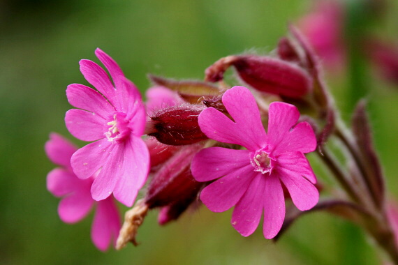 silenka červená - silenka dvoudomá Silene dioica (L.) Clairv.