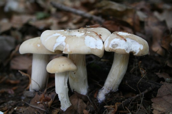 čírovnica májová Calocybe gambosa (Fr.) Donk