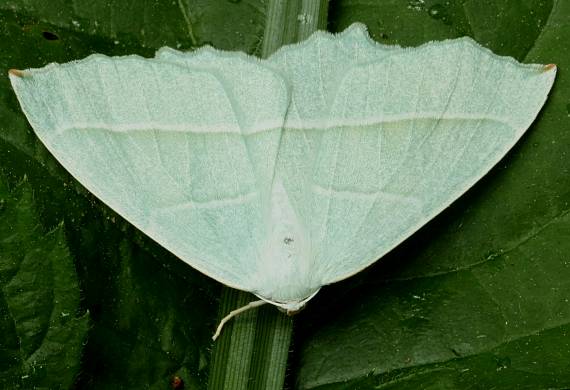 listnatka hrabová  Campaea margaritaria