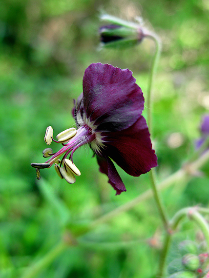 pakost hnedočervený Geranium phaeum L.