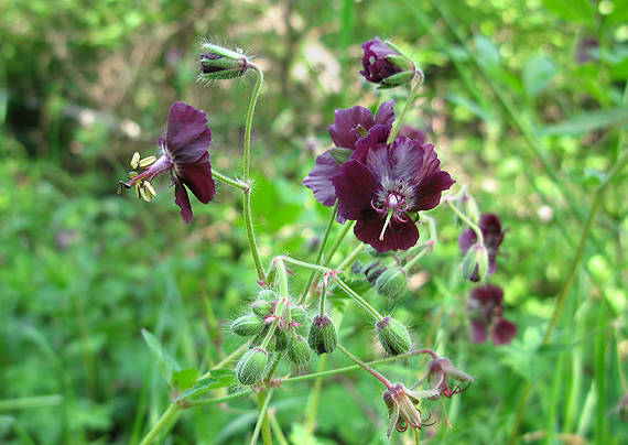 pakost hnedočervený  Geranium phaeum L.