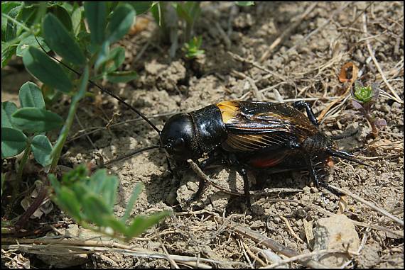 svrček poľný Gryllus campestris