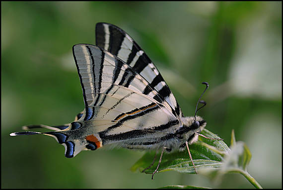 vidlochvost ovocný Iphiclides podalirius