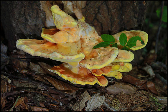 sírovec obyčajný Laetiporus sulphureus (Bull.) Murrill