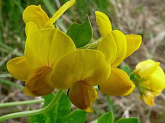 ľadenec rožkatý Lotus corniculatus L.