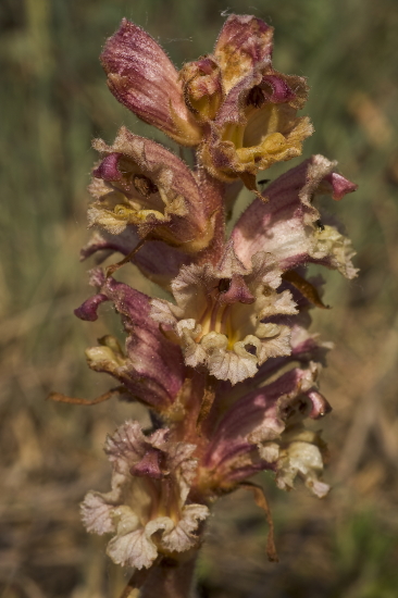 záraza biela Orobanche alba Willd.