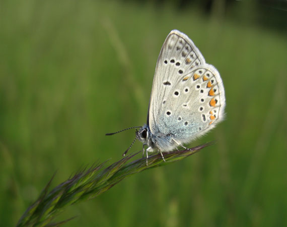 modrásek obecný Polyommatus icarus