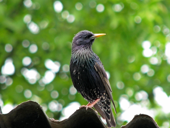 škorec obyčajný Sturnus vulgaris