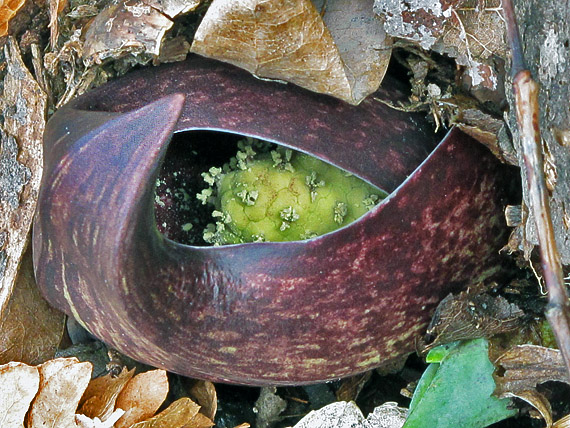 eastern skunk cabbage Symlpocarpus foetidus