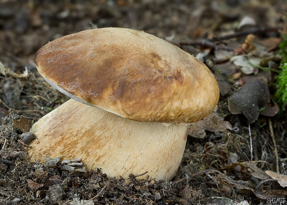 hríb dubový Boletus reticulatus Schaeff.