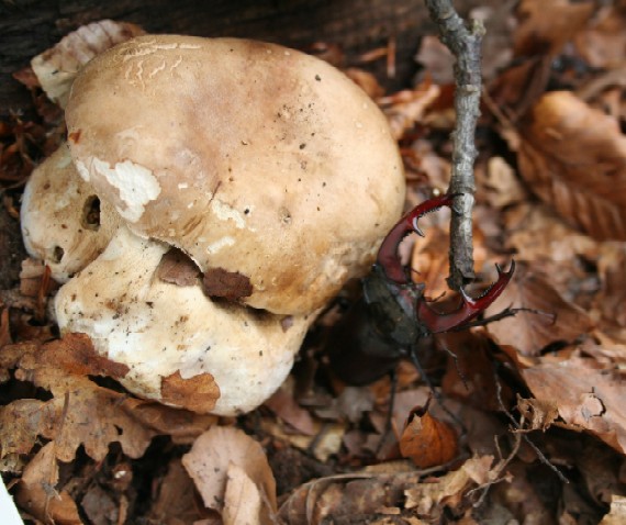 hríb dubový Boletus reticulatus Schaeff.