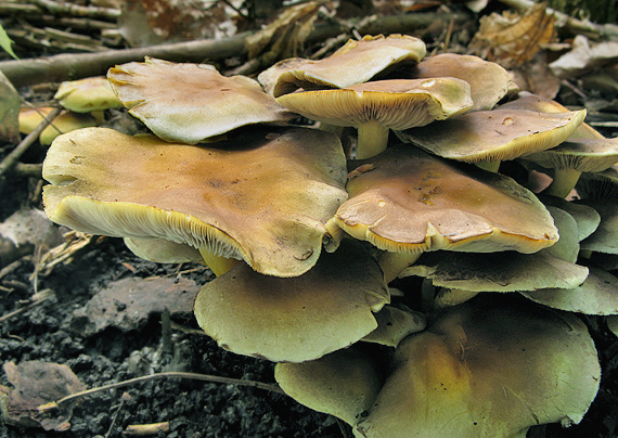 strapcovka zväzkovitá Hypholoma fasciculare (Huds.) P. Kumm.