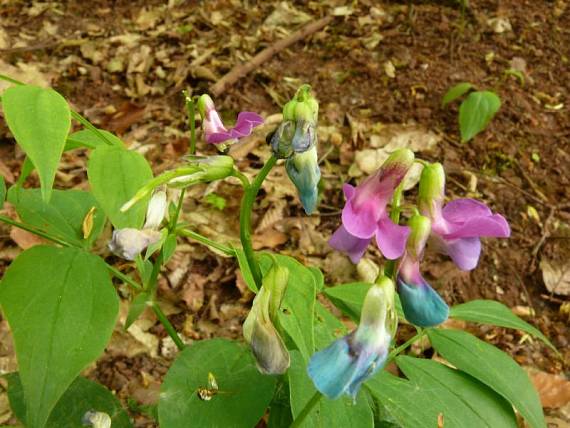 hrachor jarní - hrachor jarný Lathyrus vernus (L.) Bernh.