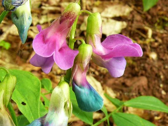 hrachor jarní - hrachor jarný Lathyrus vernus (L.) Bernh.