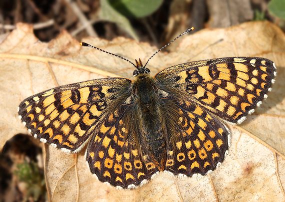 hnedáčik mriežkovaný Melitaea cinxia