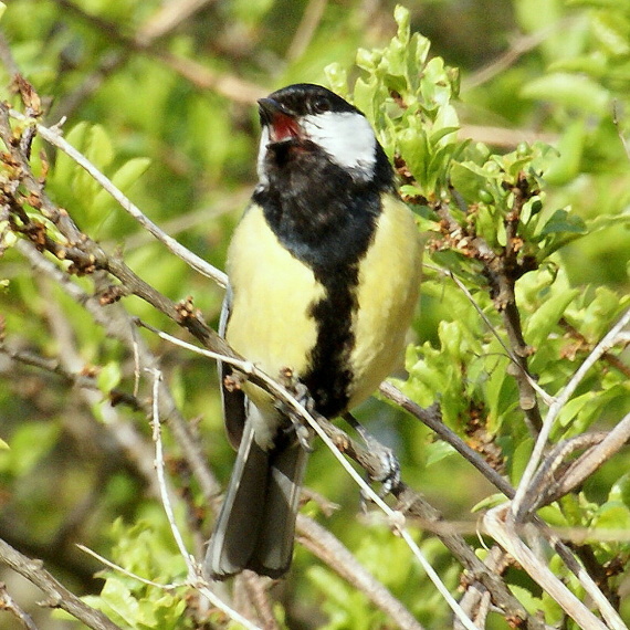 sýkorka veľká Parus major