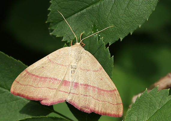 piadica prútnatcová Rhodostrophia vibicaria