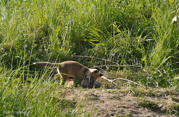 líška hrdzavá Vulpes vulpes