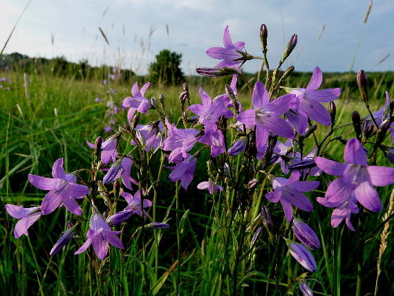 zvonček konáristý Campanula patula L.