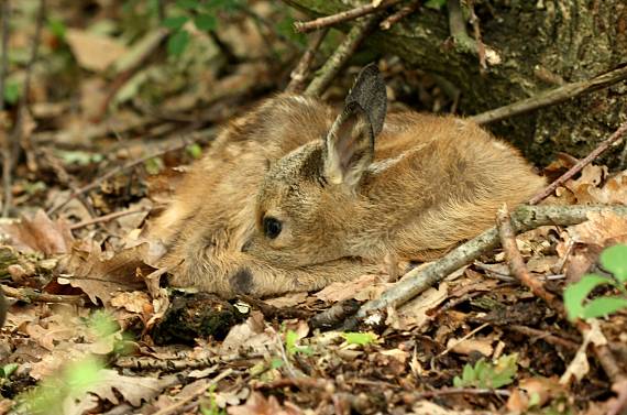 srnča Capreolus capreolus