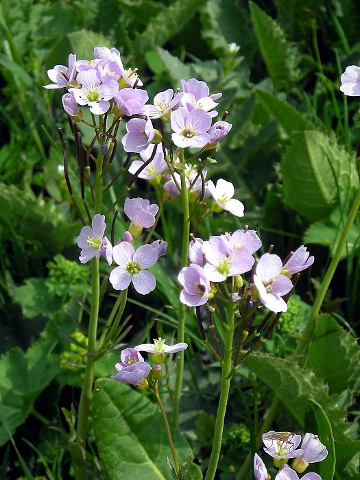 žerušnica lúčna Cardamine pratensis L.