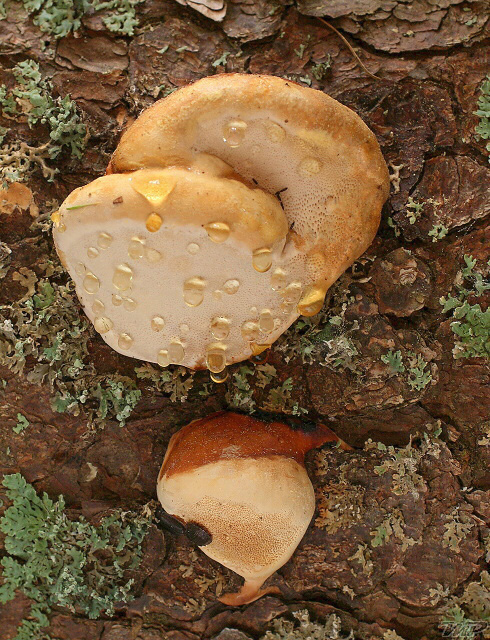 práchnovček pásikavý Fomitopsis pinicola (Sw.) P. Karst.