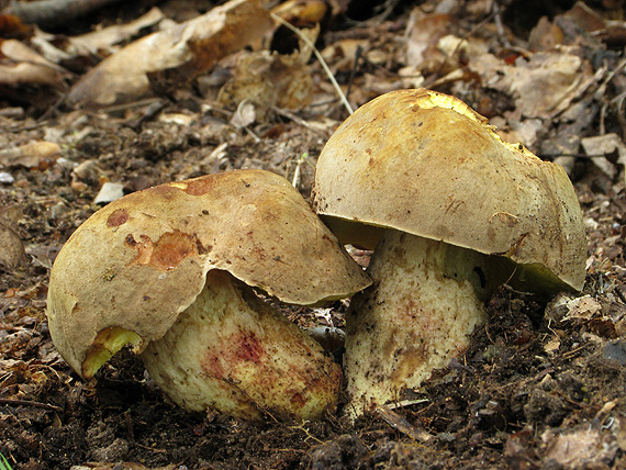 hríb plavý Hemileccinum impolitum (Fr.) Šutara