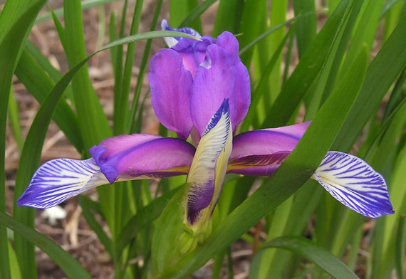 kosatec trávolistý Iris graminea L.