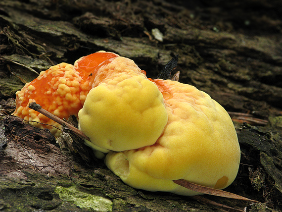 sírovec obyčajný Laetiporus sulphureus (Bull.) Murrill