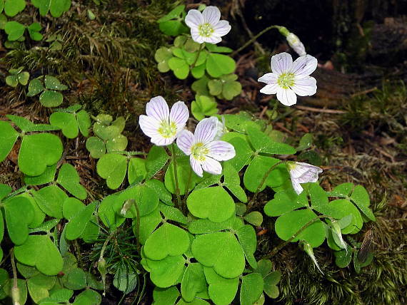 kyslička obyčajná Oxalis acetosella L.