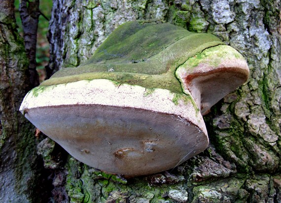 ohňovec Hartigov Phellinus hartigii (Allesch. & Schnabl) Pat.