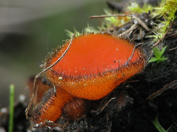 štítovnička Scutellinia sp.