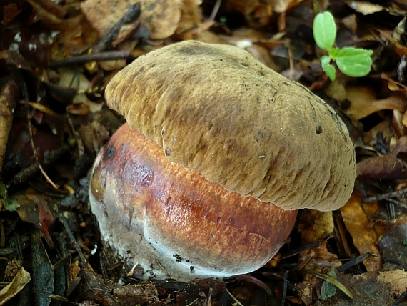 hríb zrnitohlúbikový Sutorius luridiformis (Rostk.) G. Wu & Zhu L. Yang